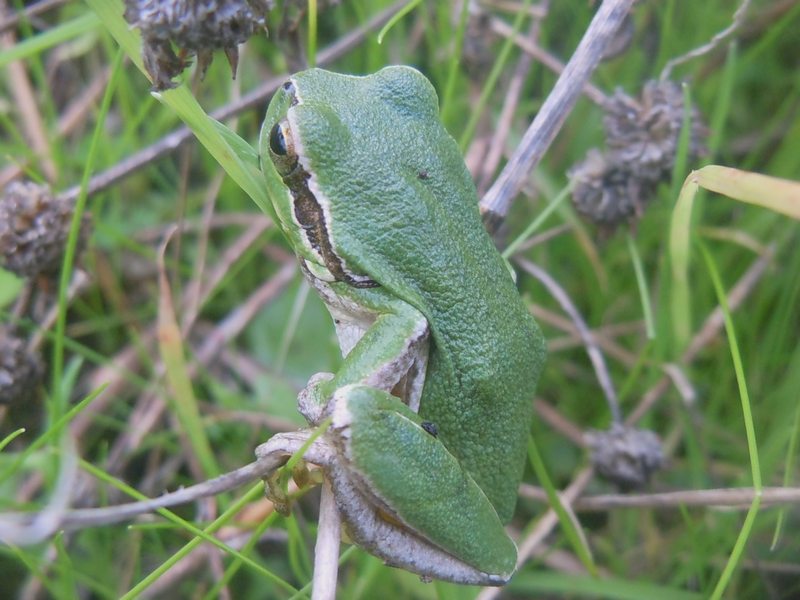 Hyla.... dalla Gallura - Hyla sarda